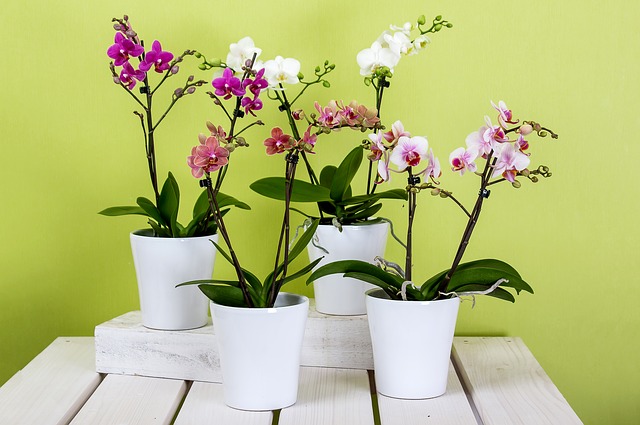 orchideje na stole
